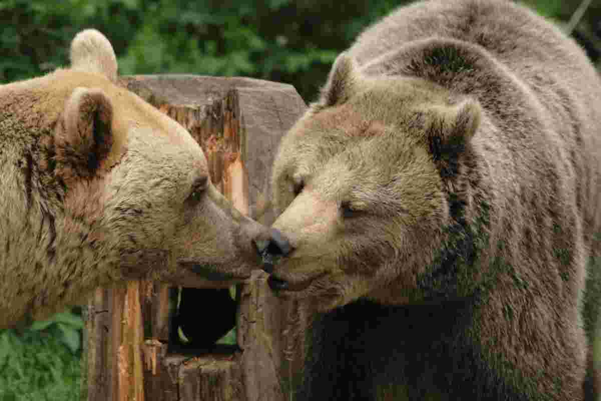 Photo 6 from FOUR PAWS INTERNATIONAL 